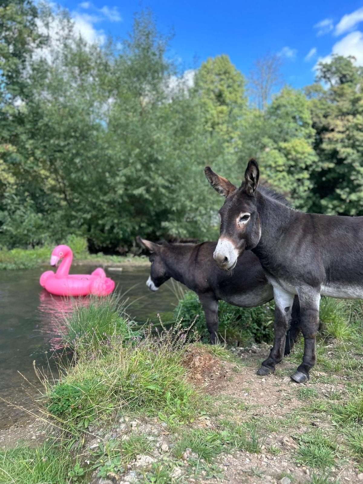 Campsite Hertford Farm With Wood Burner Pet Friendly Fire Pit Bbq Bramfield (Hertfordshire)